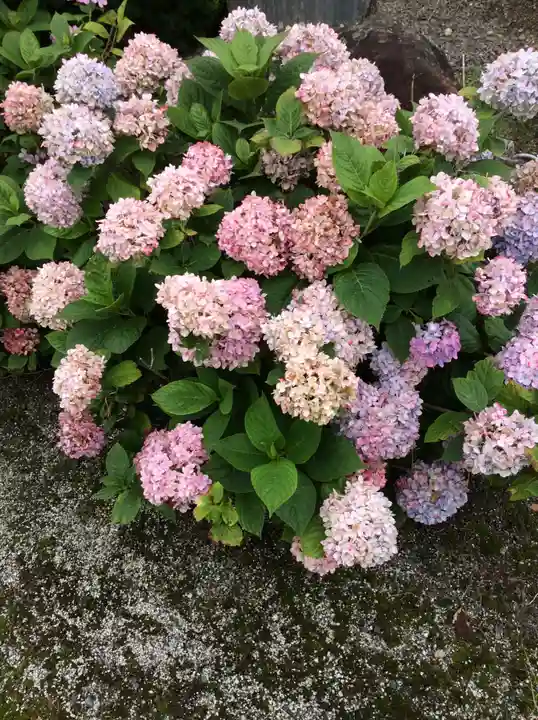 石母田 三吉神社の自然