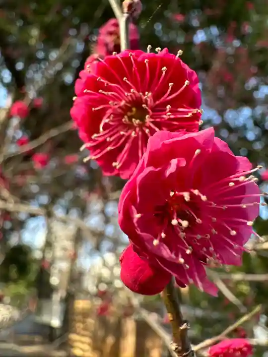 布多天神社の自然