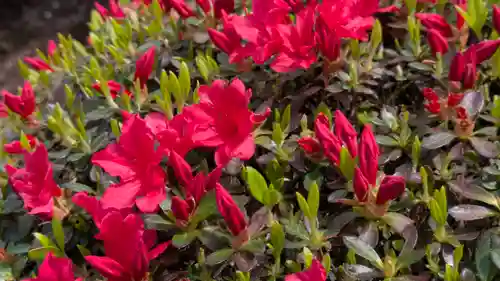 圓光寺(京都府)