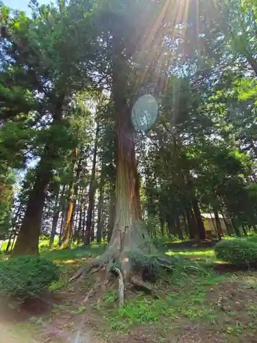 都々古別神社(馬場)の自然