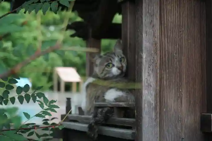 天王坊稲荷神社の動物