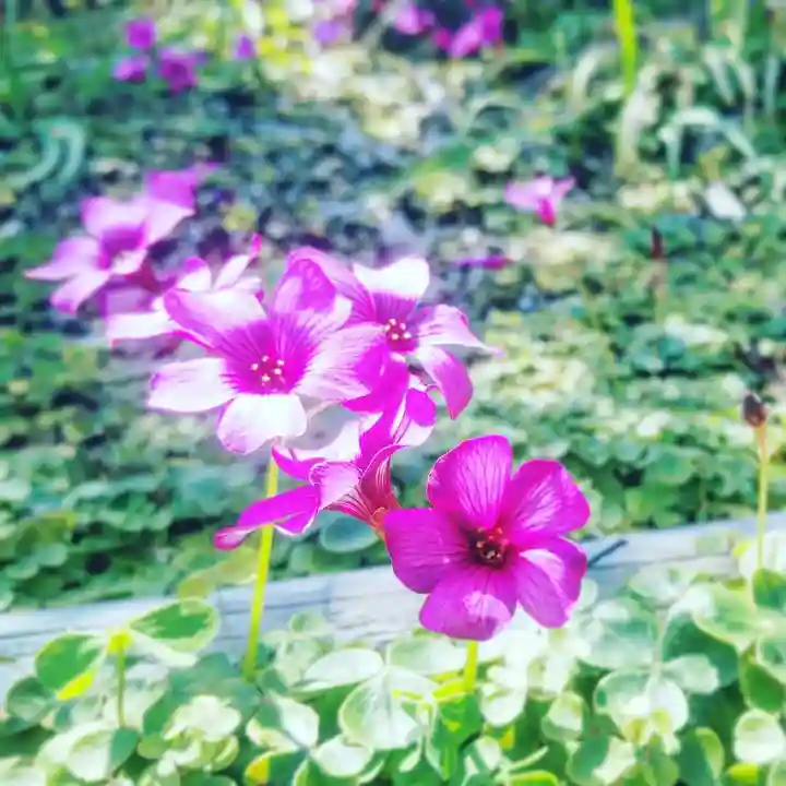 浄土宗 光明山 大蓮寺(照曜会館)の自然