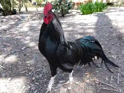 西雲寺(福井県)