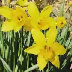 鹿島台神社の自然