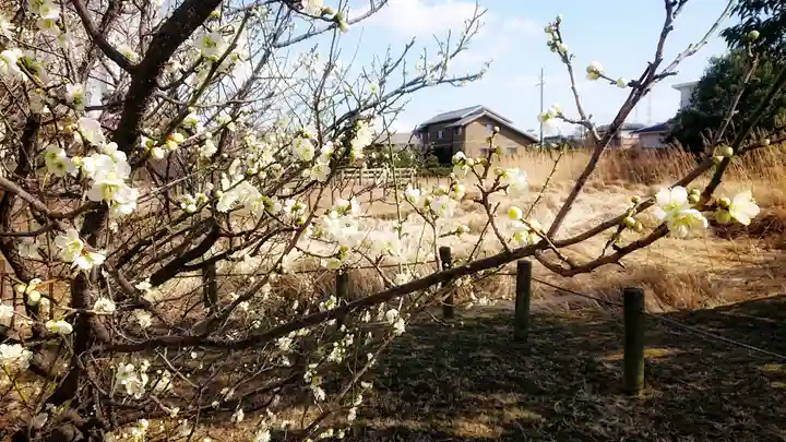 尾張大國霊神社(国府宮)の自然