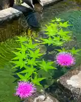 国宝 大法寺の手水舎