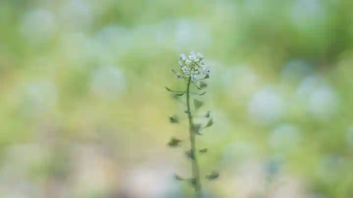 吉備津神社(岡山県)