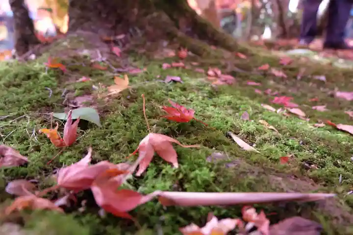勝持寺(花の寺)(京都府)