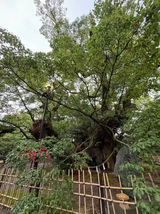 浜松八幡宮(静岡県)
