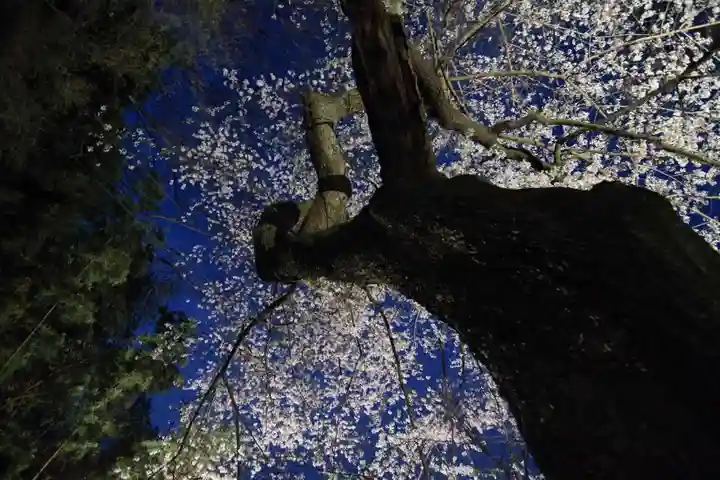 田村神社の自然