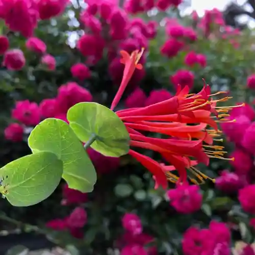 成田山大照寺(北海道)