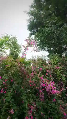 圓光禅寺（円光寺）の自然