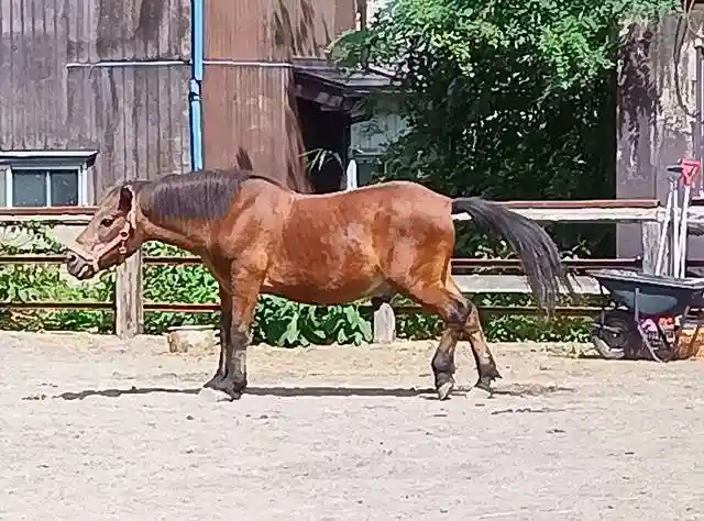 小室浅間神社(山梨県)