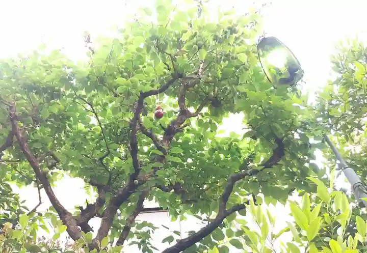 秋葉神社の自然