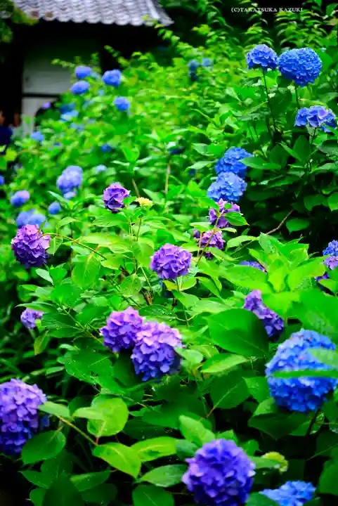 明月院(神奈川県)