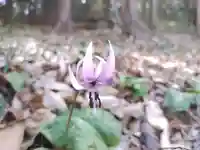 西光寺(埼玉県)