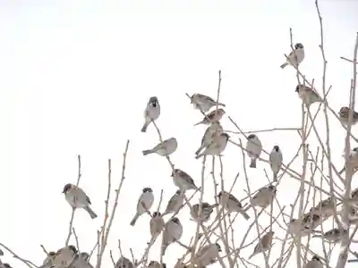 雨竜　専福寺(北海道)