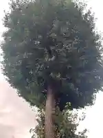 川越八幡宮の自然