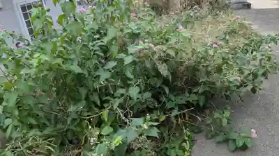 笠森稲荷大明神の自然