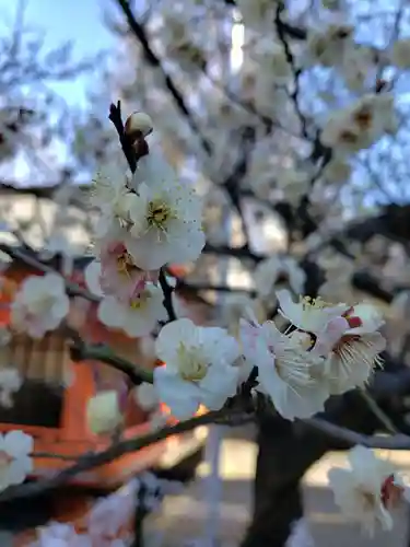 花園神社の自然