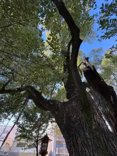 若一神社の{uncategorized: "未分類", other: "その他", undefined: "問題あり", building: "その他建物", grave: "お墓", sacred_gate: "鳥居", guardian: "狛犬", statue: "像", buddha: "仏像", history: "歴史", nature: "自然", garden: "庭園", animal: "動物", pagoda: "塔", temizu: "手水舎", mountain_gate: "山門・神門", sanctuary: "本殿・本堂", subordinate: "末社・摂社", art: "芸術", scenery: "景色", jizo: "地蔵", ema: "絵馬", goshuin: "御朱印", omikuji: "おみくじ", items: "授与品その他", amulet: "お守り", goshuincho: "御朱印帳", eats: "食事", festival: "お祭り", votive_dance: "神楽", shichigosan: "七五三参", wedding: "結婚式", experience: "体験その他", initially: "初詣", around: "周辺", anti_infection: "感染症対策"}