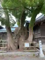 焼津神社(静岡県)