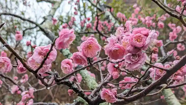 長岡天満宮(京都府)