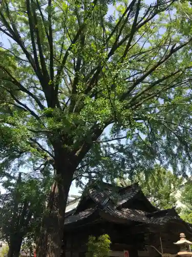 田無神社の自然