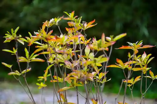尻岸内八幡神社の自然