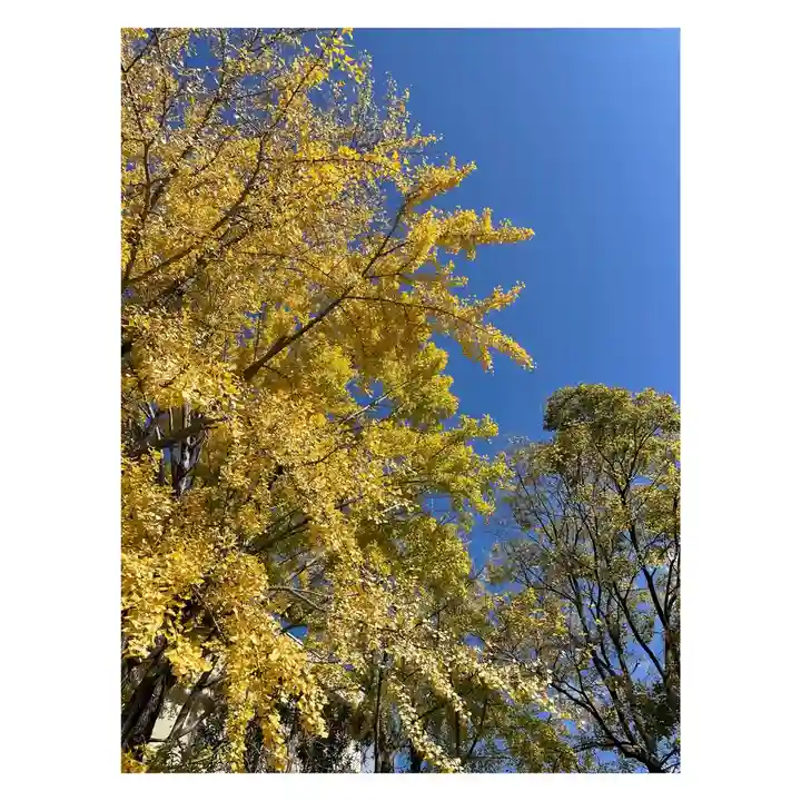 安井金比羅宮の自然