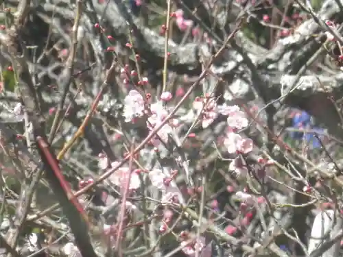 荏柄天神社の自然