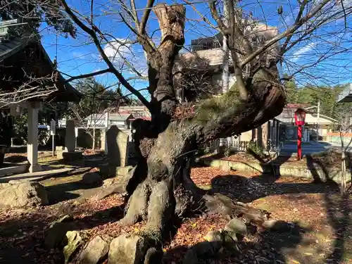 神炊館神社 ⁂奥州須賀川総鎮守⁂の自然