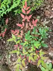 大宮温泉神社の自然