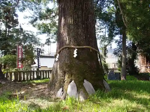 大川上美良布神社の自然