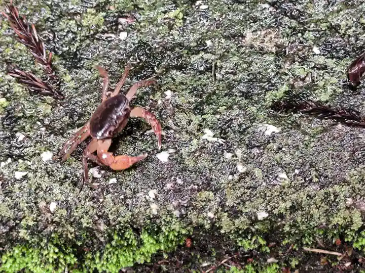 園養寺(滋賀県)