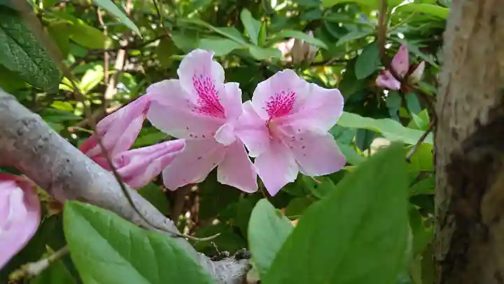 加茂神社の自然