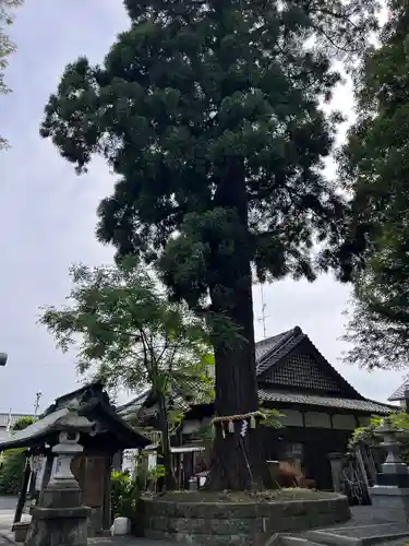 國魂神社の本殿・本堂