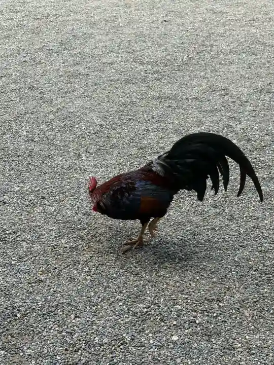石上神宮の{uncategorized: "未分類", other: "その他", undefined: "問題あり", building: "その他建物", grave: "お墓", sacred_gate: "鳥居", guardian: "狛犬", statue: "像", buddha: "仏像", history: "歴史", nature: "自然", garden: "庭園", animal: "動物", pagoda: "塔", temizu: "手水舎", mountain_gate: "山門・神門", sanctuary: "本殿・本堂", subordinate: "末社・摂社", art: "芸術", scenery: "景色", jizo: "地蔵", ema: "絵馬", goshuin: "御朱印", omikuji: "おみくじ", items: "授与品その他", amulet: "お守り", goshuincho: "御朱印帳", eats: "食事", festival: "お祭り", votive_dance: "神楽", shichigosan: "七五三参", wedding: "結婚式", experience: "体験その他", initially: "初詣", around: "周辺", anti_infection: "感染症対策"}