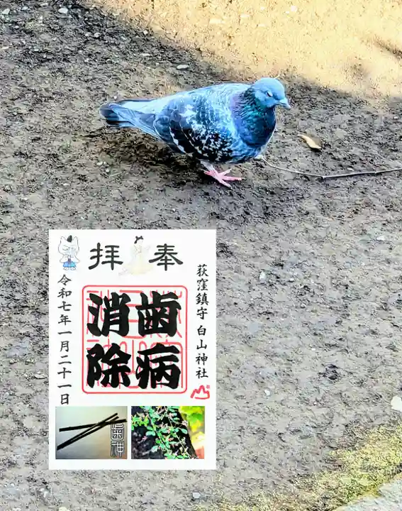 荻窪白山神社の御朱印