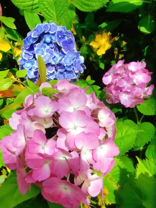 本郷氷川神社(東京都)