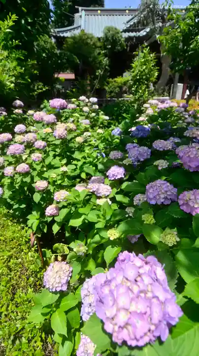 白山神社(東京都)