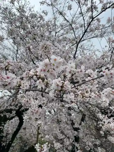 吉祥寺(東京都)