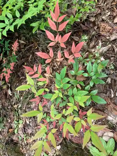大宮温泉神社の自然