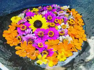 真言宗 善通寺派 薬王寺(香川県)(2023年07月30日(日) 19時51分05秒投稿)