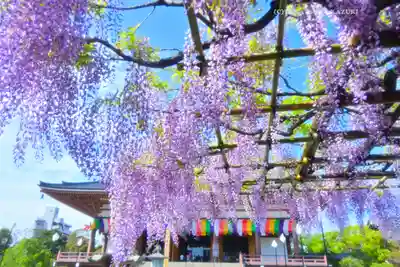 西新井大師総持寺(東京都)