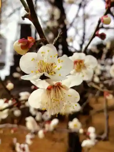 妙法寺(東京都)