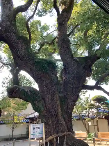 大聖観音寺（あびこ観音）の自然