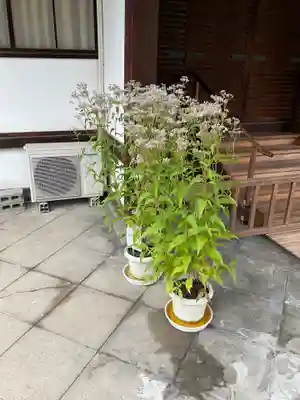 大聖寺門跡(京都府)