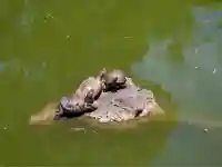 亀戸天神社(東京都)