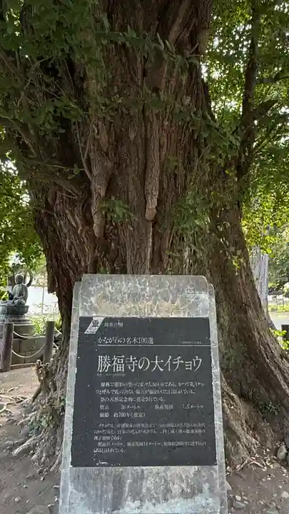 勝福寺(神奈川県)